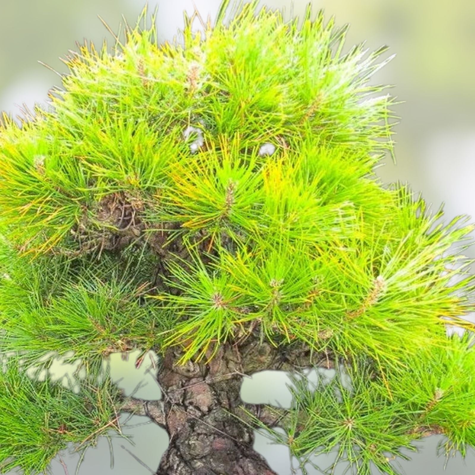 Juniper Bonsai Tree Seeds 25 Pack - Indoor & Outdoor Juniperus spp. Growing Kit - Bonsai Plant Seeds for Gardening