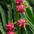 Dragon Fruit Plant – Well Rooted White Pitaya – Hylocereus undatus – Fruit Bearing Cactus for Garden or Indoor Growing