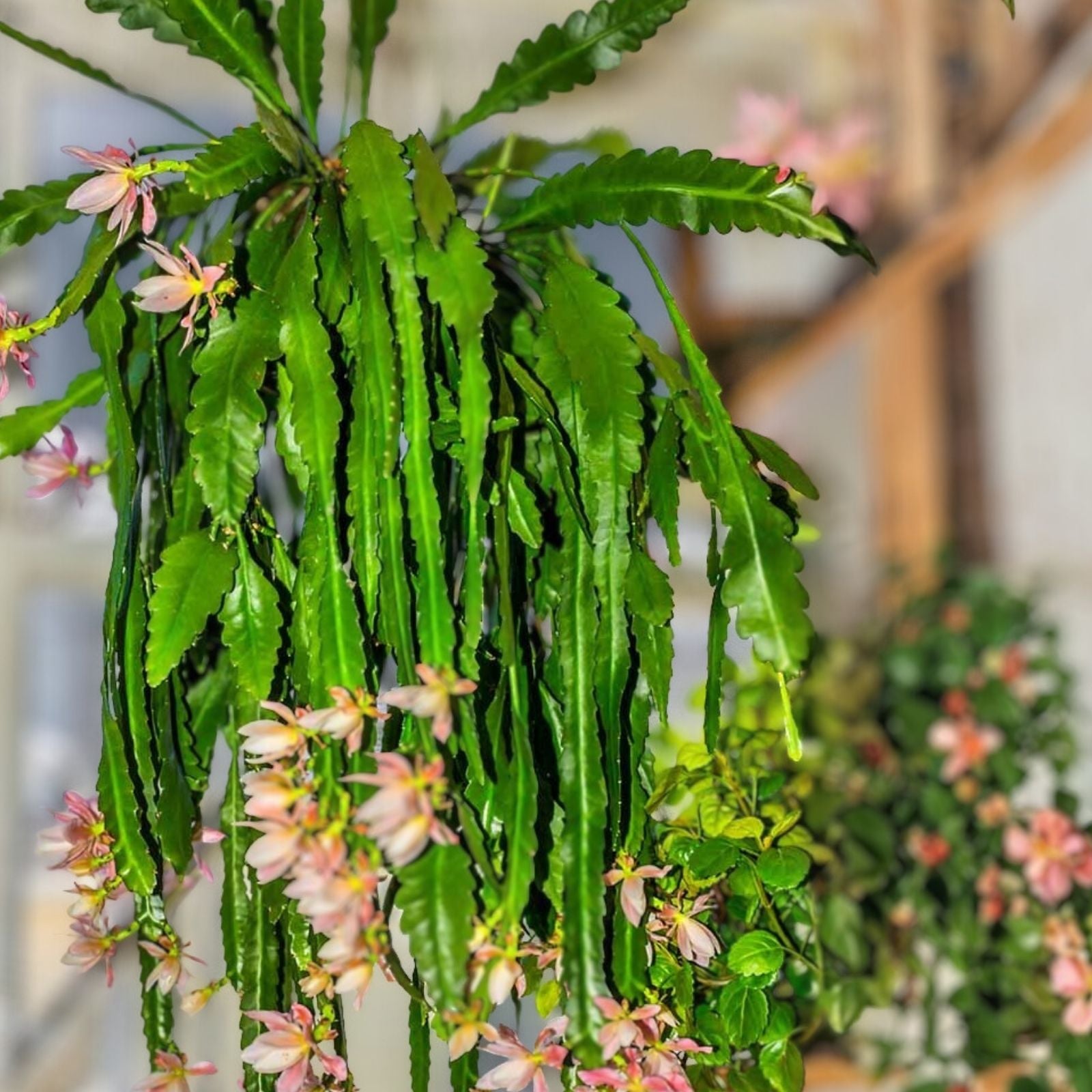 Epiphyllum Crenatum Cutting Orchid Cactus Succulent Live Plant Easy Care Houseplant 8"