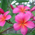 Bright Pink Plumeria Cutting Hawaiian Fusha Tropical Flowering Plant Live Starter Plant