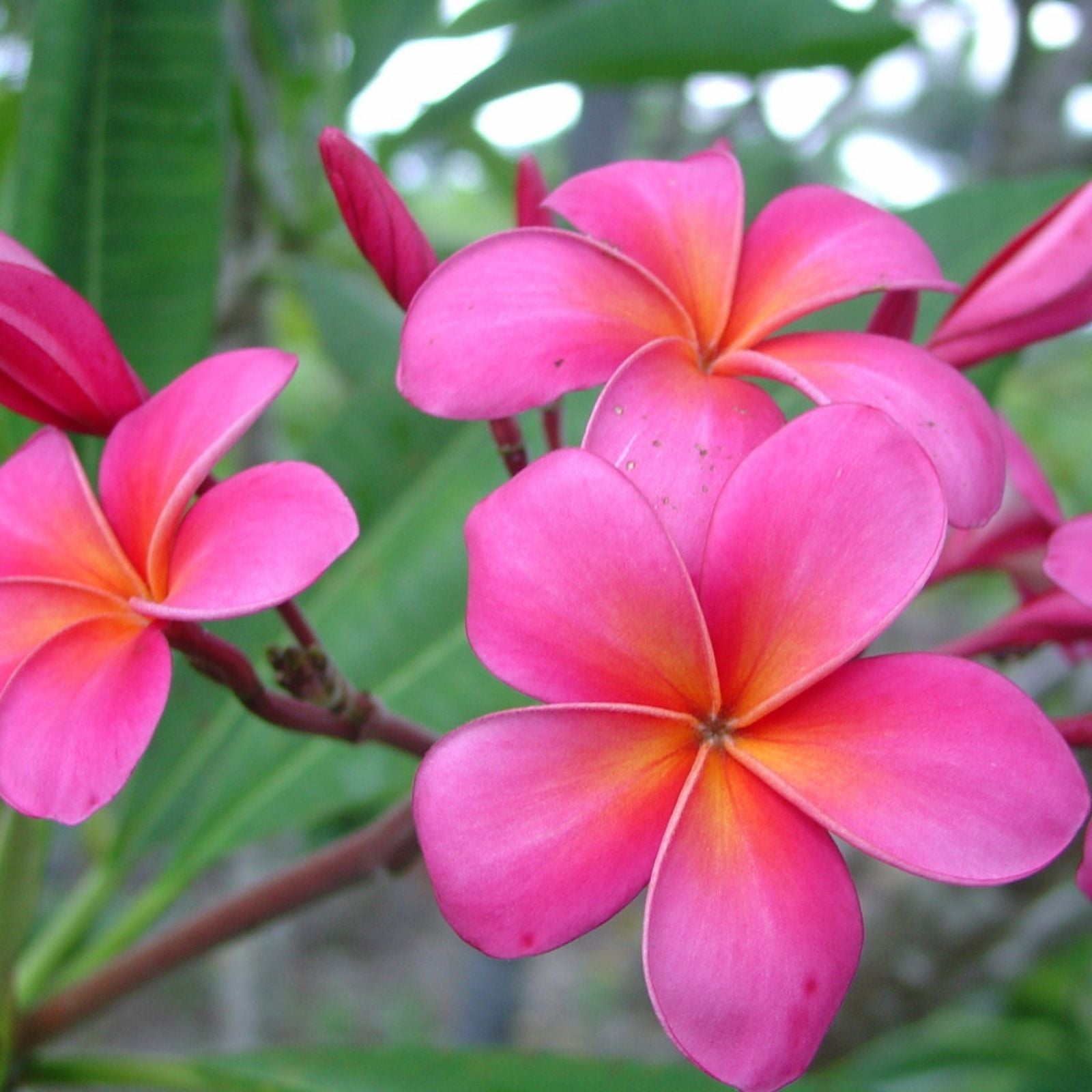 Bright Pink Plumeria Cutting Hawaiian Fusha Tropical Flowering Plant Live Starter Plant