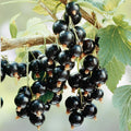 Black Currant Ribes nigrum Starter Plant Organic Live Cutting Fruit-bearing for Zones 3-8