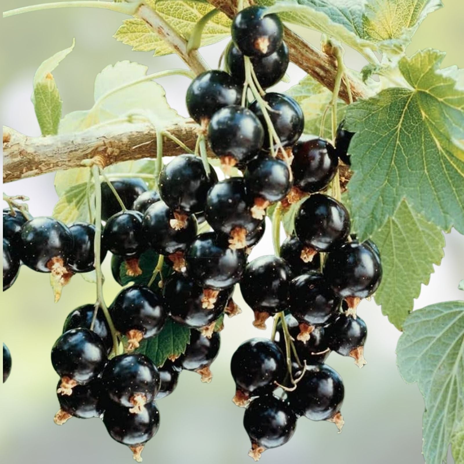 Black Currant Ribes nigrum Starter Plant Organic Live Cutting Fruit-bearing for Zones 3-8