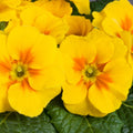Primula Danova Seeds 500 Count Golden Yellow Flower Seeds for Garden Planting Live Plant or Cutting
