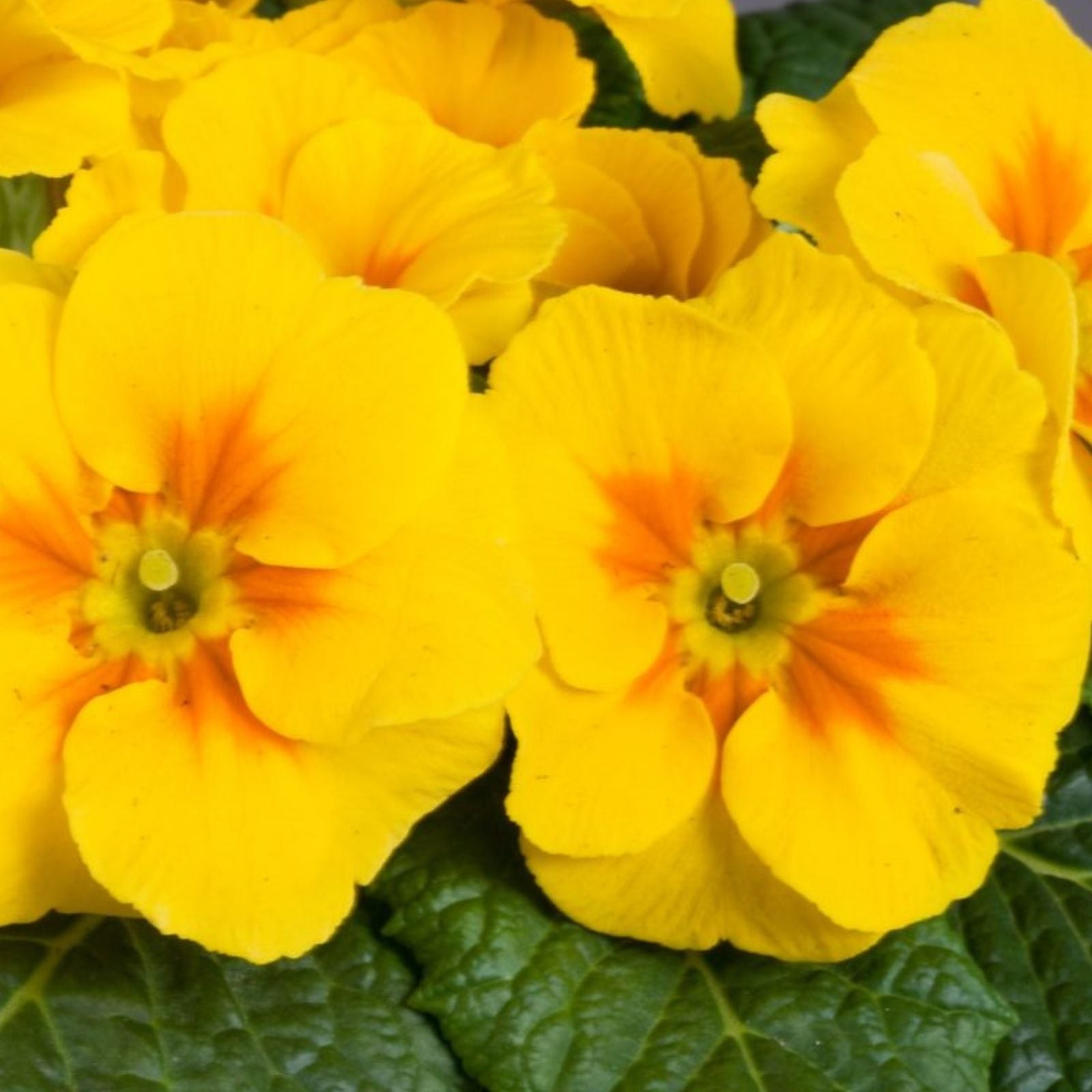 Primula Danova Seeds 500 Count Golden Yellow Flower Seeds for Garden Planting Live Plant or Cutting