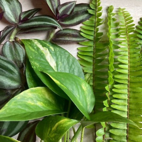 15 Pack Live Pothos Ferns Wandering Jew Houseplant Cuttings Indoor Plants for Home Office