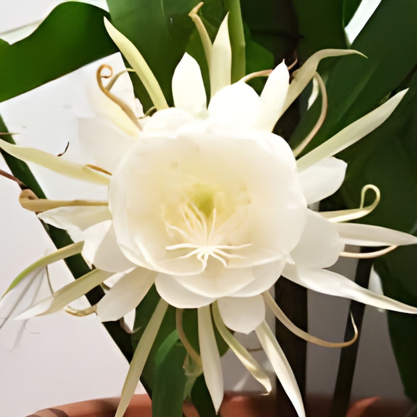 Epiphyllum Oxypetalum Queen of the Night Orchid Cactus Live Indoor Houseplant Unique Fast-Growing Cactus