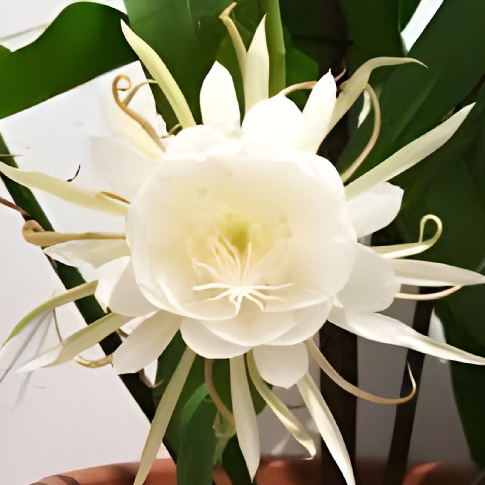 Epiphyllum Oxypetalum Queen of the Night Orchid Cactus Live Indoor Houseplant Unique Fast-Growing Cactus