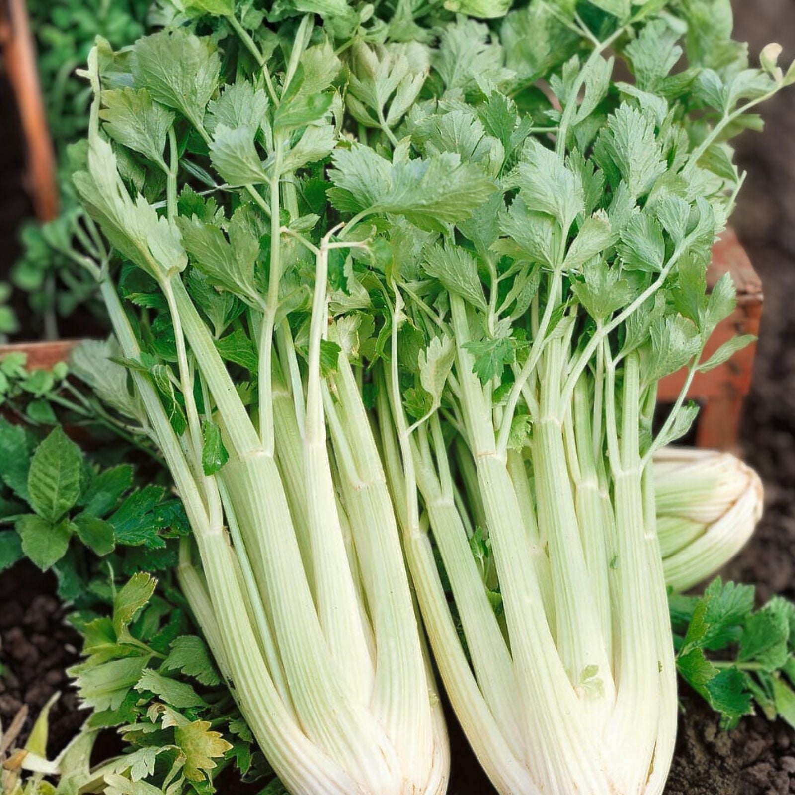 Celery Seeds Utah Tall Heirloom Non-GMO Garden Seeds for Home Growing - Live Plant, Cutting, or Starter