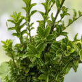 Euonymus Fortunei Rooted Cuttings - 3 Manhattan Evergreen Shrubs - Fast Growing Live Houseplants