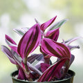 Tradescantia Nanouk Cuttings - 3 Large Rare Pink Wandering Jew Plant Clippings - Indoor Houseplant, Easy Care, Live Plant, Gardening
