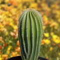 Golden Saguaro Cactus Plant Live Succulent Indoor Outdoor Decor Neobuxbaumia polylopha