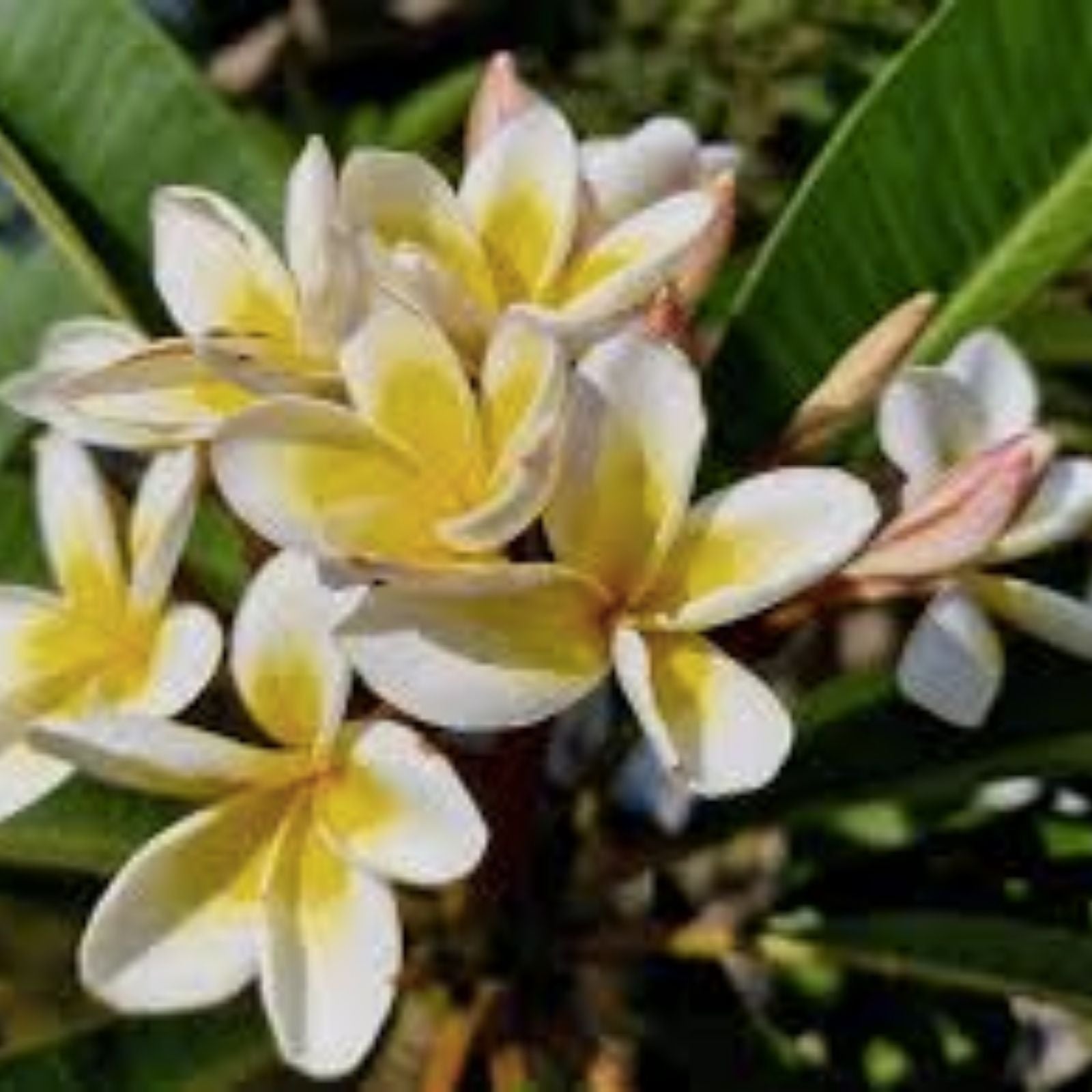 Hawaiian Plumeria Plants - 5 Frangipani Temple Trees with White & Yellow Flowers - Plumeria spp. - Fast Shipping