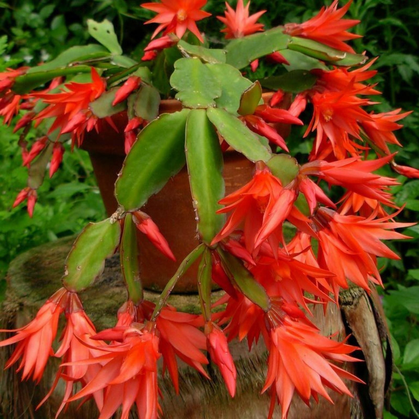 Epiphyllum Orchid Cactus Cutting Smokey Topaz Rare Succulent Indoor Plant Fast Growing Gardening