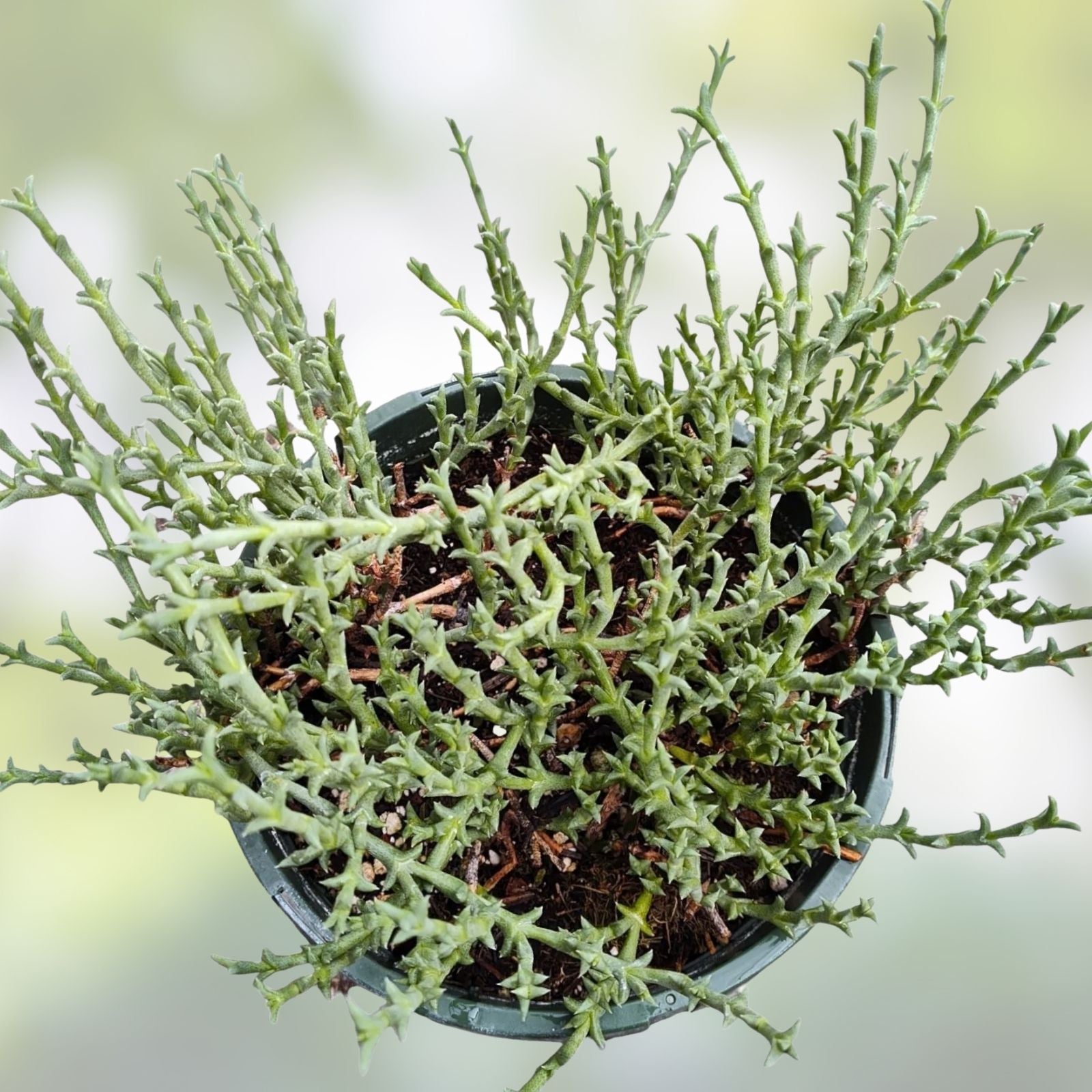 Ruschia Uncinata 'Doringvygie' Succulent Live Plant 2 Inch – Hardy Groundcover for Garden Decor