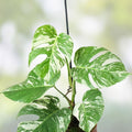 Rare Monstera Albo Variegated Cutting, Live Plant, Houseplant, Monstera Deliciosa Variegata, Indoor Plant, Starter Plant