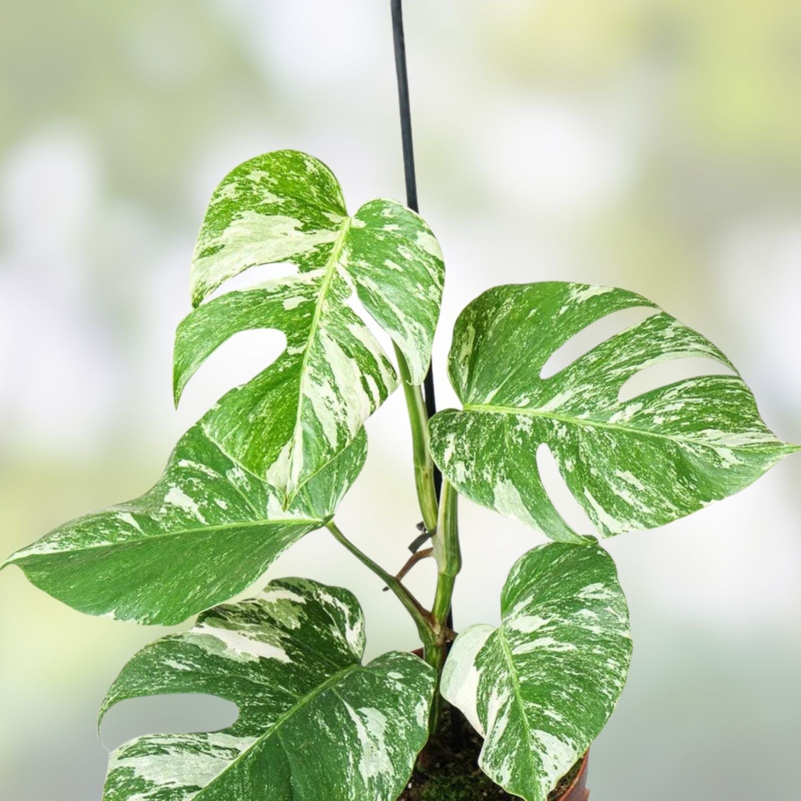 Rare Monstera Albo Variegated Cutting, Live Plant, Houseplant, Monstera Deliciosa Variegata, Indoor Plant, Starter Plant