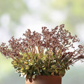 Fairy Crassula Succulent Cuttings - Crassula multicava - Easy Care Indoor Plant - Starter Plant - Live Houseplant