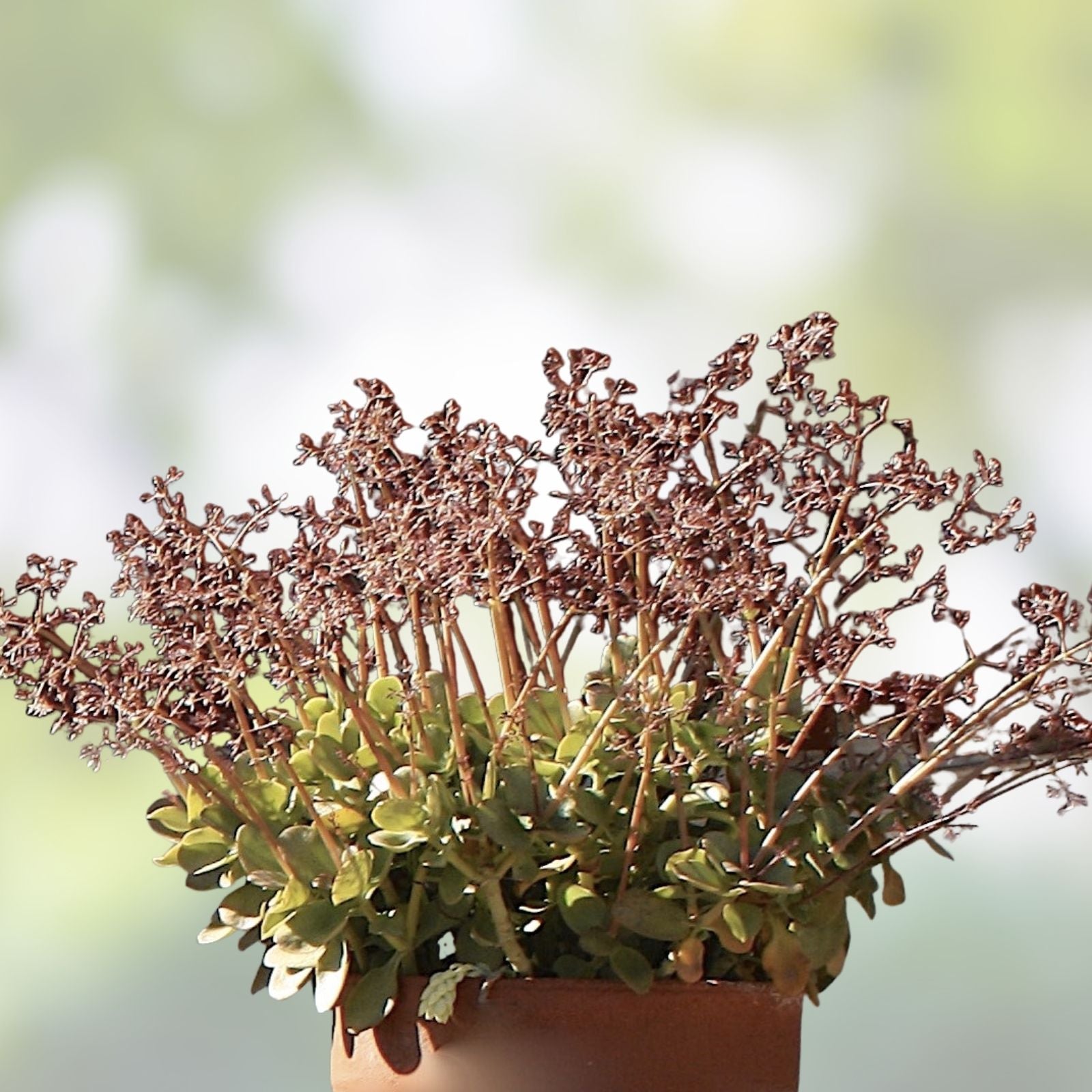 Fairy Crassula Succulent Cuttings - Crassula multicava - Easy Care Indoor Plant - Starter Plant - Live Houseplant