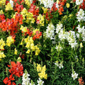 Wildflower Seed Mix 2oz Native Wildflowers for Pollinator Gardens Colorful Border & Garden Planting