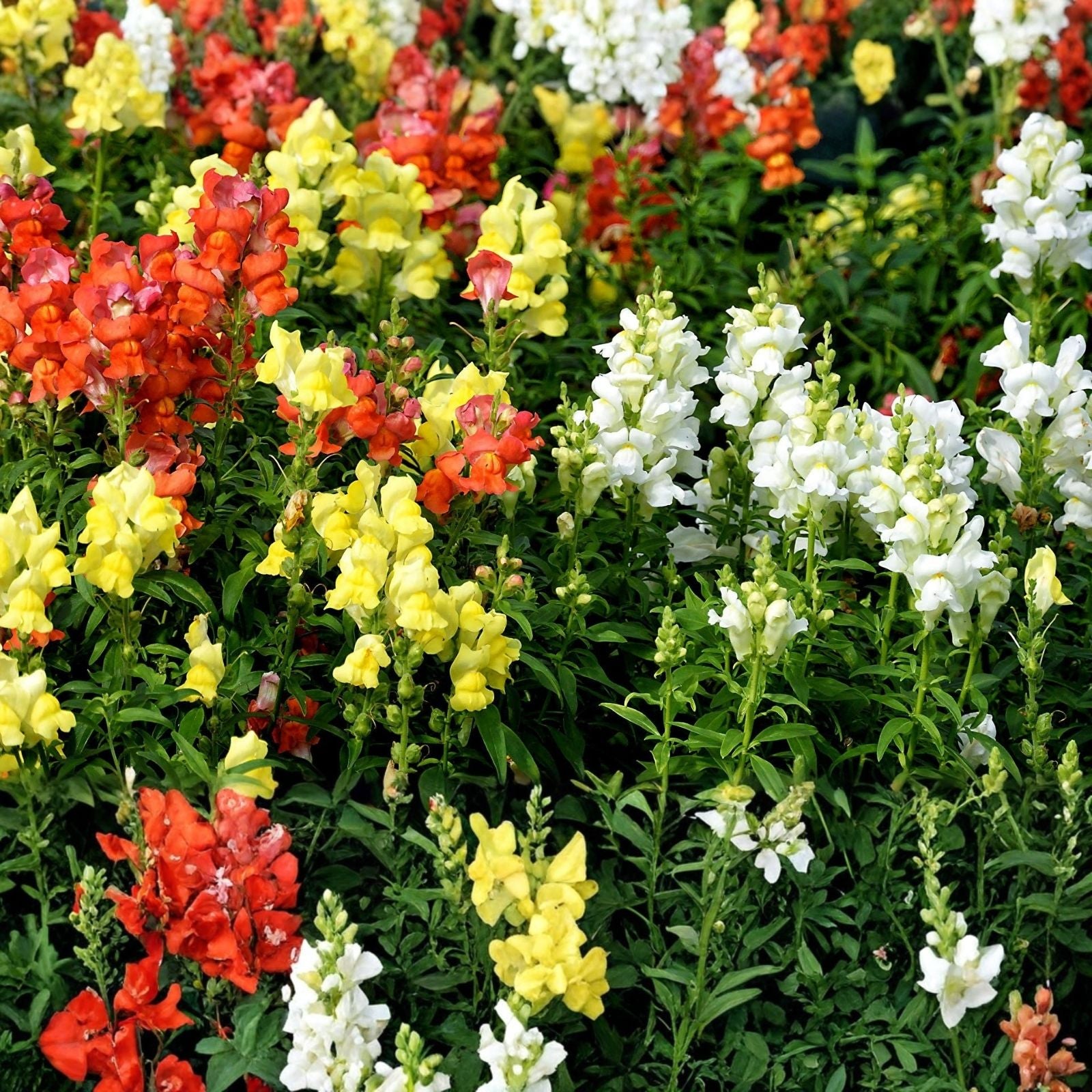 Wildflower Seed Mix 2oz Native Wildflowers for Pollinator Gardens Colorful Border & Garden Planting