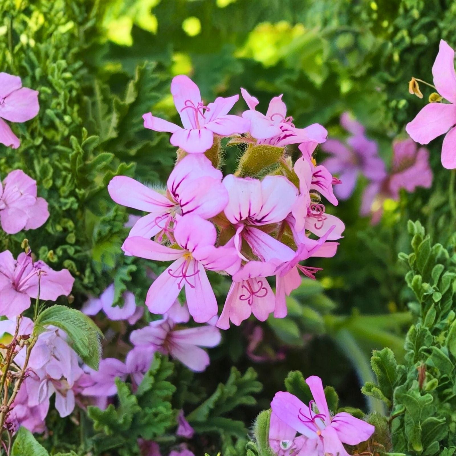 Rose Scented Geranium Cuttings 6 Pack Pelargonium graveolens Aromatic Indoor Plant for Home Gardening