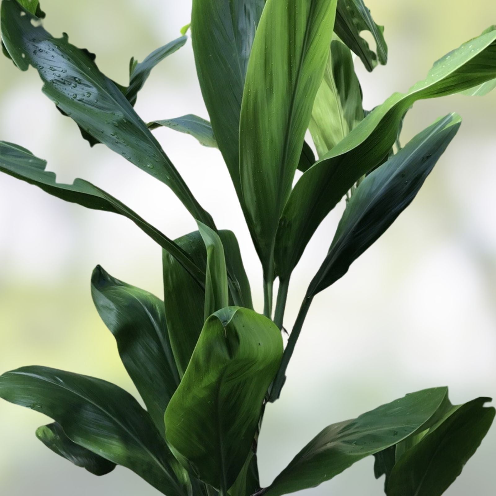 Organic Ti Leaf Cuttings Manoa Variety 6-7 Inch Green Houseplant Landscaping Gardening