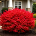 Burning Bush Shrub Euonymus alatus Live Bare Root Plant 16" Fall Foliage Hardy Zones 4-8