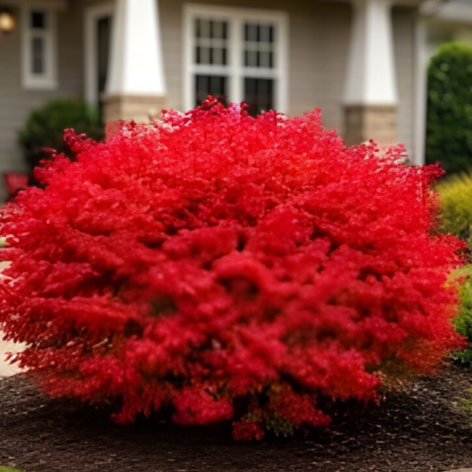 Burning Bush Shrub Euonymus alatus Live Bare Root Plant 16" Fall Foliage Hardy Zones 4-8