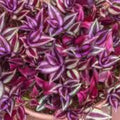 Tradescantia Zebrina Cuttings - 10 Healthy Stems - Indoor Houseplant - Bright Foliage - Easy Care Purple Wandering Jew Plant