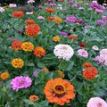 Zinnia elegans Seeds 500+ Count Bright Color Flower Seeds for Garden, Bouquet, Live Plant, Cutting, Starter Plant