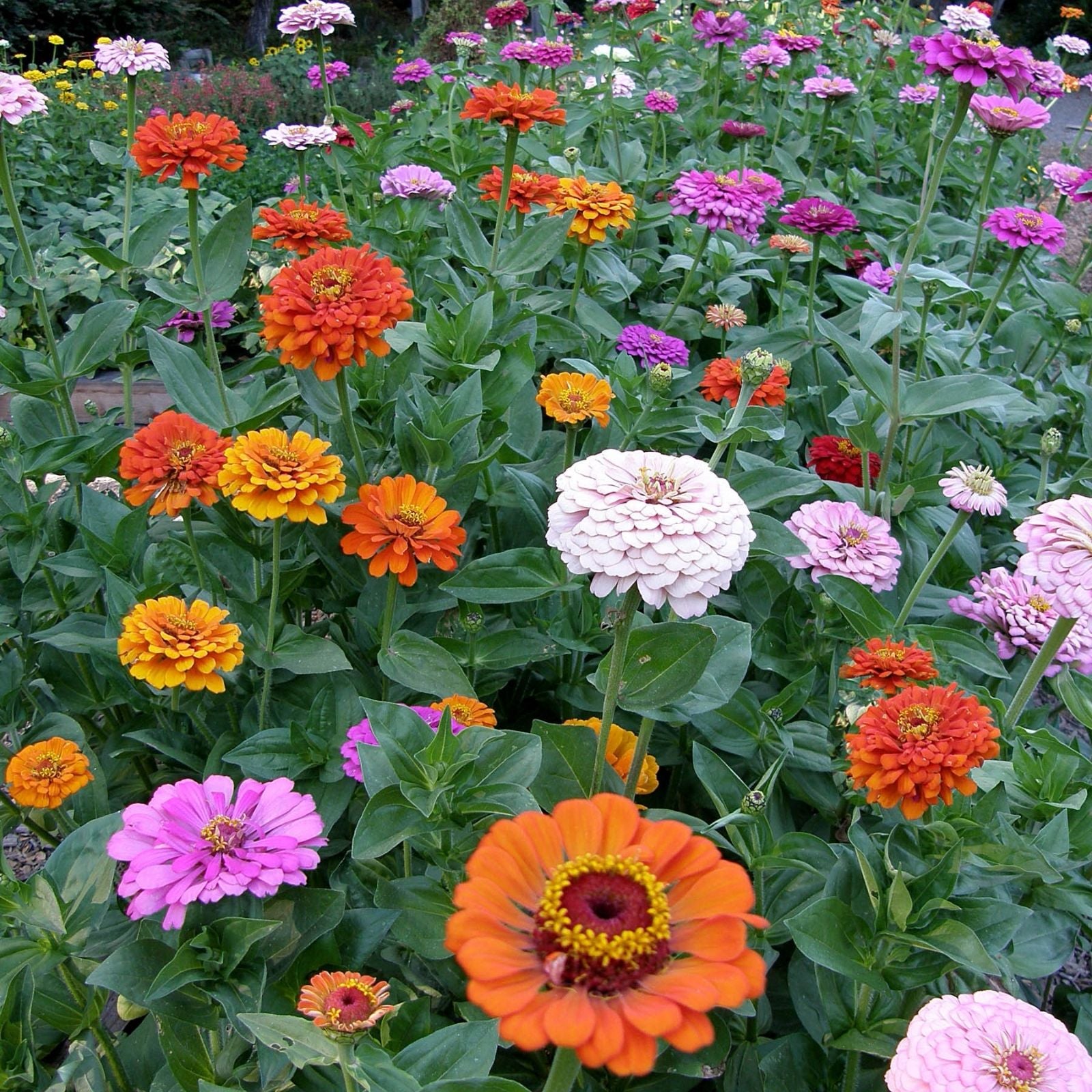 Zinnia elegans Seeds 500+ Count Bright Color Flower Seeds for Garden, Bouquet, Live Plant, Cutting, Starter Plant