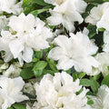 Rhododendron Azalea Snow White Live Plant 6-inch Evergreen Shrub with White Flowers, Rhododendron spp.