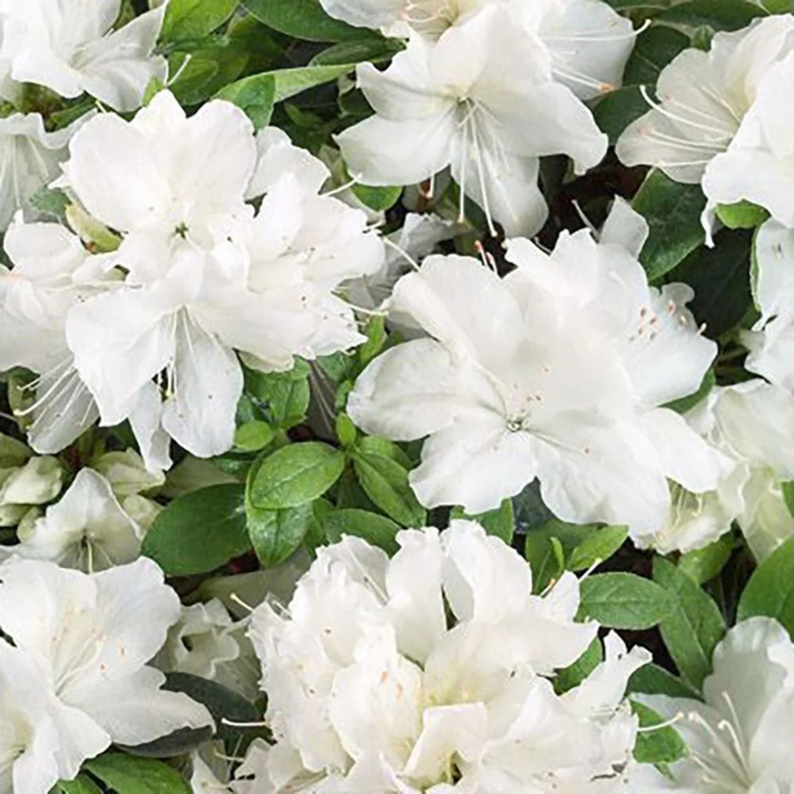 Rhododendron Azalea Snow White Live Plant 6-inch Evergreen Shrub with White Flowers, Rhododendron spp.