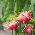 Dragon Fruit Cutting Hylocereus undatus Edible Fruit Plant Starter Live Houseplant