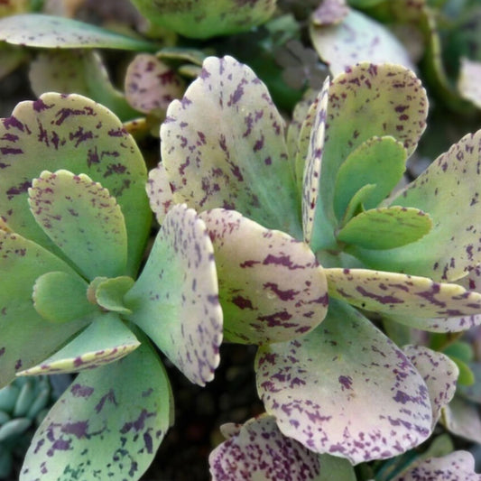 Kalanchoe Marmorata Succulent Cutting 5+ Inches, Rare Indoor Plant, Easy Care, Unique Foliage, Live Plant, Houseplant