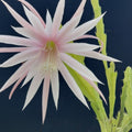 Epiphyllum HB La Donna Veneziana Cactus Cutting Live Plant Unrooted Houseplant Succulent