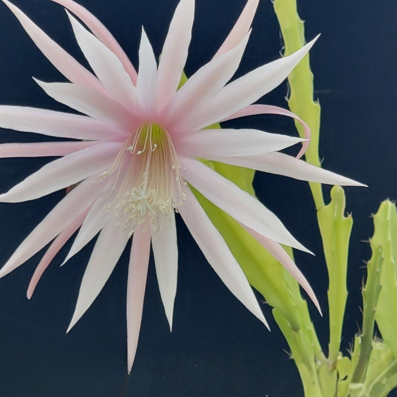 Epiphyllum HB La Donna Veneziana Cactus Cutting Live Plant Unrooted Houseplant Succulent