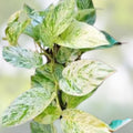 Snow Marble Queen Pothos Cuttings - Variegated Epipremnum aureum Live Plant Clippings, Houseplant Starter, No Roots