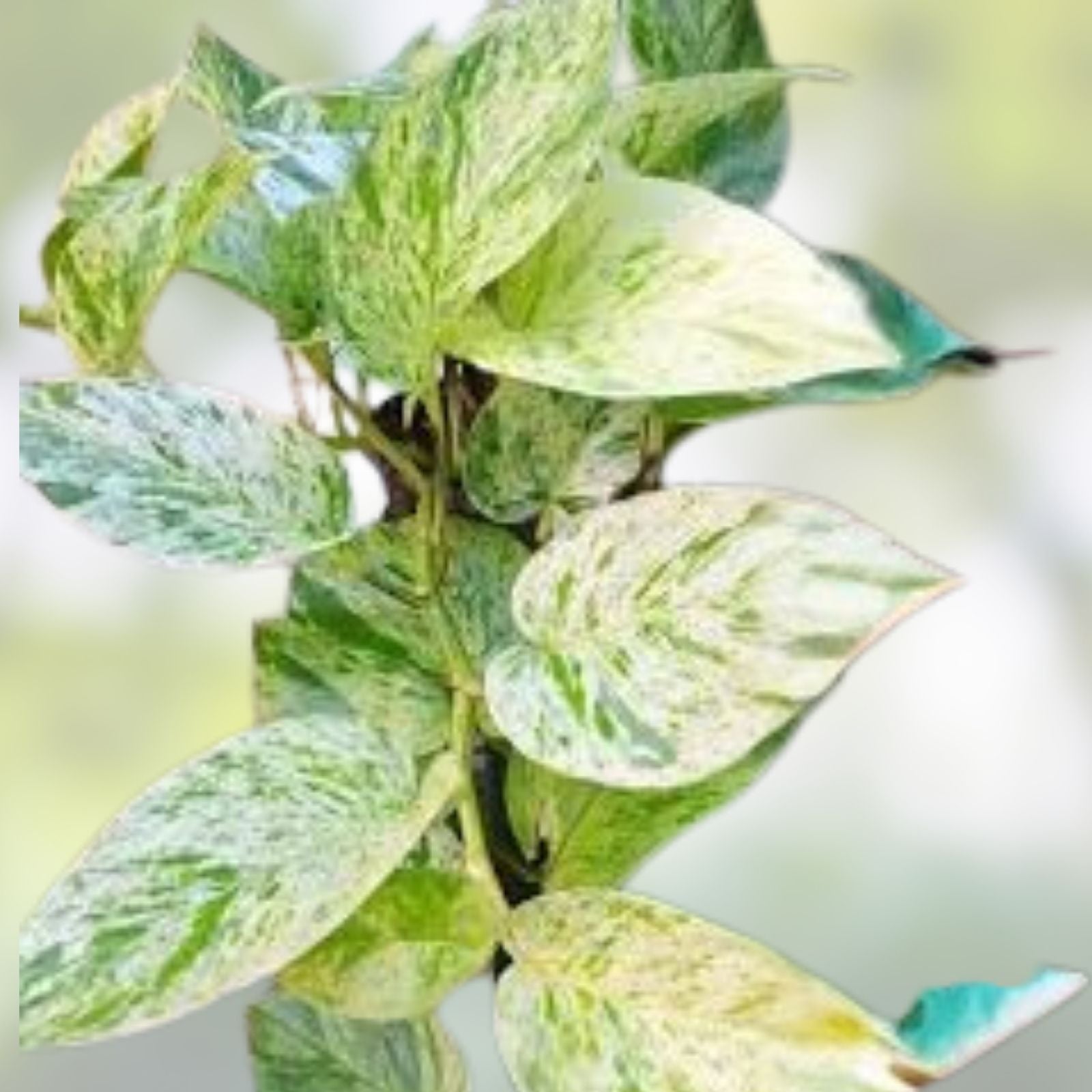 Snow Marble Queen Pothos Cuttings - Variegated Epipremnum aureum Live Plant Clippings, Houseplant Starter, No Roots