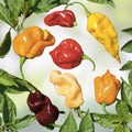 Rainbow Mix Habanero Pepper Seeds | Hot Color Blend, Non-GMO Capsicum chinense, 20+ Starter Plants, Chili Pepper Seeds