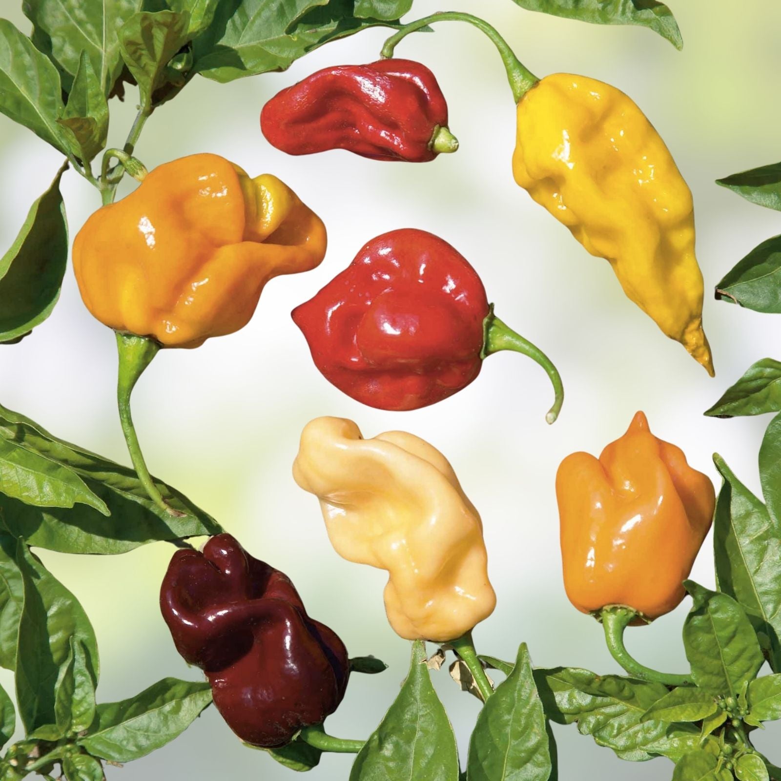 Rainbow Mix Habanero Pepper Seeds | Hot Color Blend, Non-GMO Capsicum chinense, 20+ Starter Plants, Chili Pepper Seeds