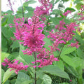 Purple Firespike Cuttings – 10 Organic Plant Cuttings for Butterfly & Hummingbird Garden – Odontonema callistachyum