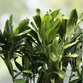 Hawaiian Green Ti Leaf Cuttings 6-Inch Starter Logs Cordyline fruticosa Pack of 50 Live Plant