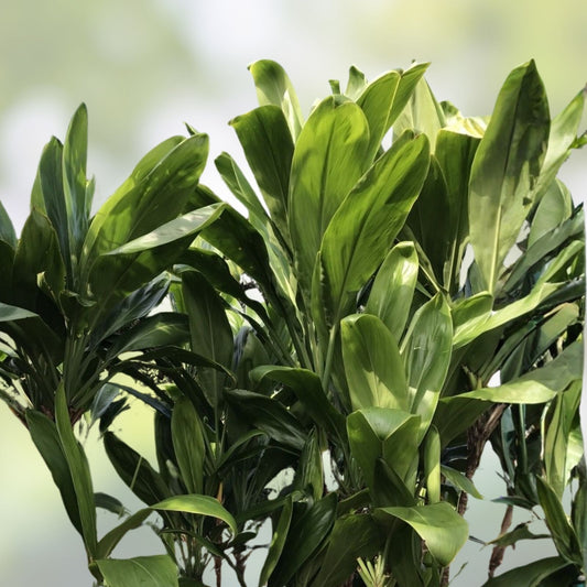 Hawaiian Green Ti Leaf Cuttings 6-Inch Starter Logs Cordyline fruticosa Pack of 50 Live Plant