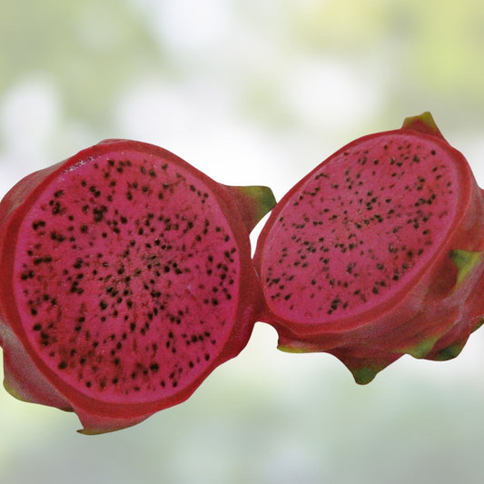 Halleys Comet Red Flesh Dragon Fruit Cuttings 15-Pack | Hylocereus Pitahaya Live Plant Starter Bare Root