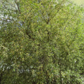 Black Willow Tree Cuttings 12 Pack - Fast Growing Shade Privacy Salix nigra Live Plant or Cutting