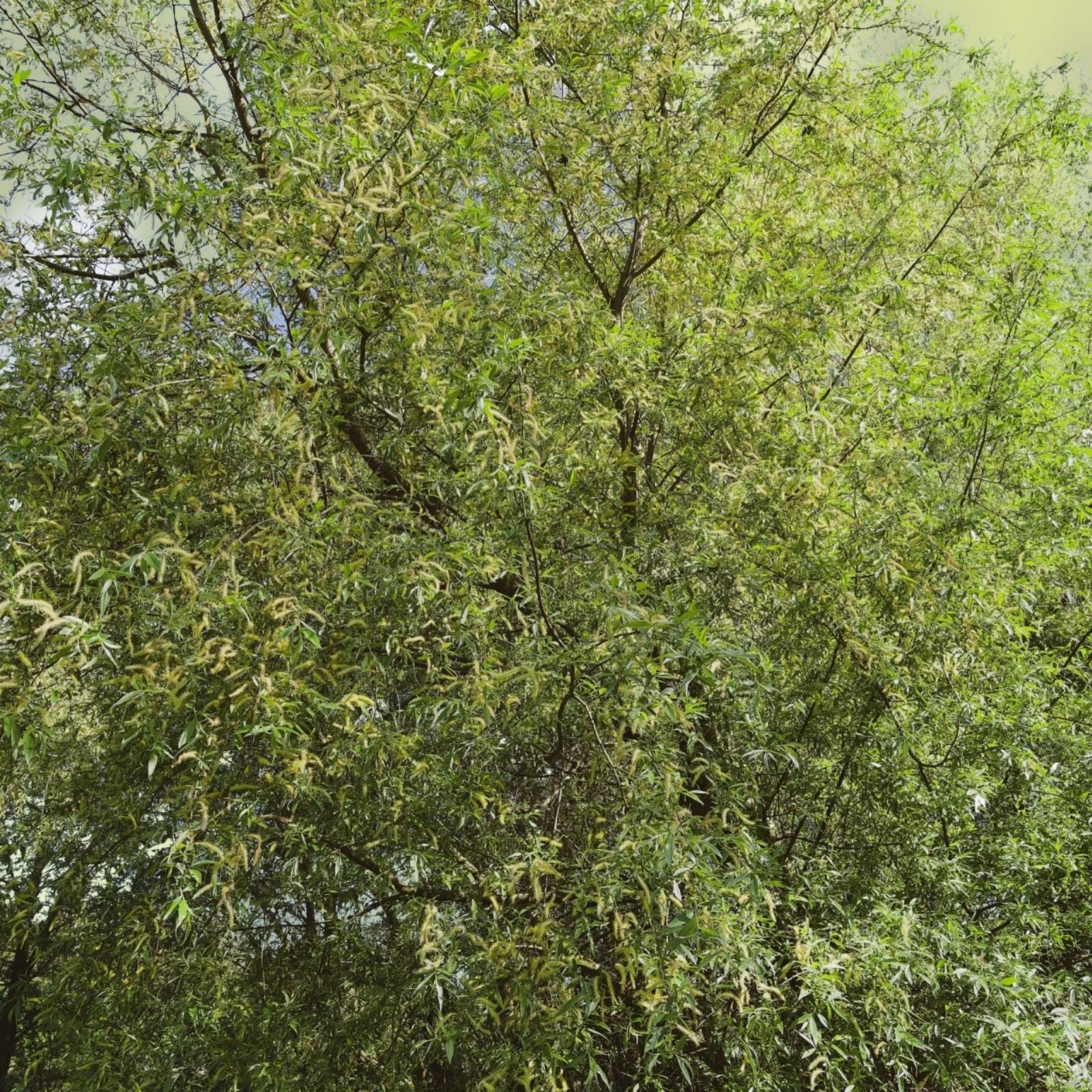 Black Willow Tree Cuttings 12 Pack - Fast Growing Shade Privacy Salix nigra Live Plant or Cutting