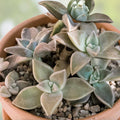 Ghost Plant Cuttings - Graptosedum Rosette Succulent for Home Decor and Gardening - New Harvest Quality