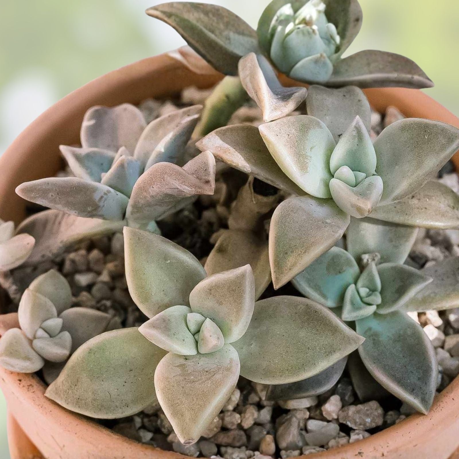 Ghost Plant Cuttings - Graptosedum Rosette Succulent for Home Decor and Gardening - New Harvest Quality